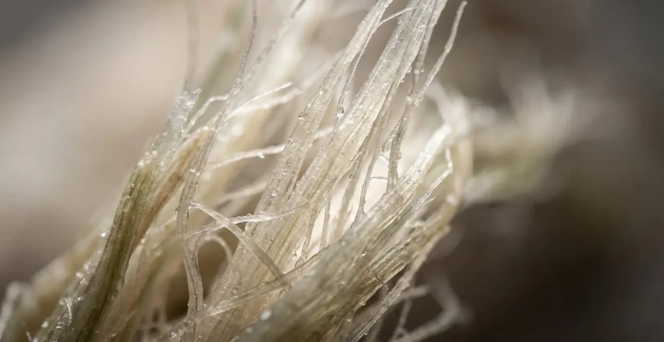 Macro close-up of fiber-rich foods showing intricate textures representing gut microbiome nourishment